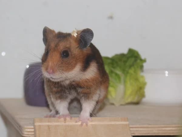 Toom, male young mixed breed for adoption at Hamsterhilfe NRW, Kaarst