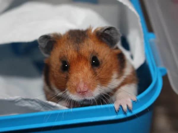 Happy, male young mixed breed for adoption at Hamsterhilfe NRW, Kaarst
