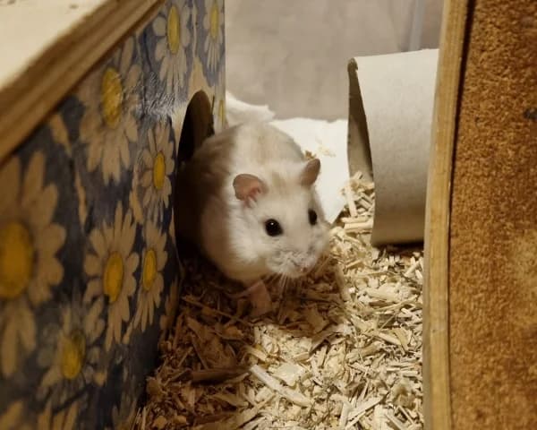 Mino, male young mixed breed for adoption at Hamsterhilfe NRW, Kaarst