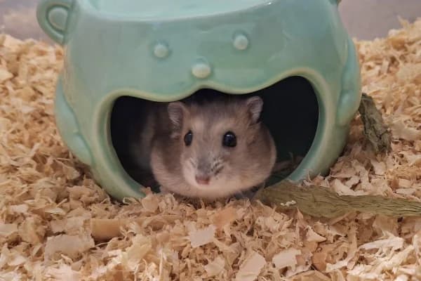 Cloe, female mixed breed for adoption at Hamsterhilfe NRW, Kaarst