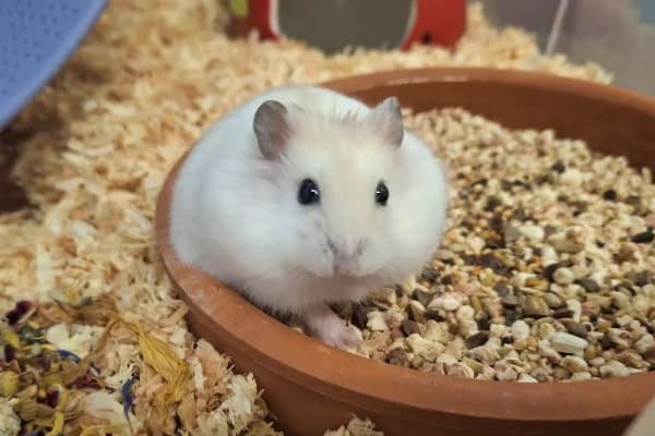 Chili, female mixed breed for adoption at Hamsterhilfe NRW, Kaarst