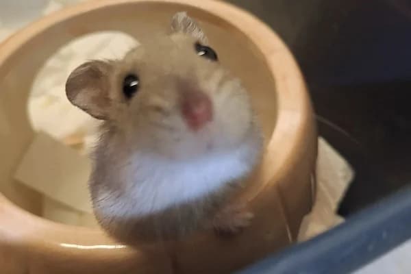 Clio, female mixed breed for adoption at Hamsterhilfe NRW, Kaarst