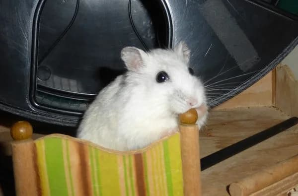 Ravil, male young mixed breed for adoption at Hamsterhilfe NRW, Kaarst