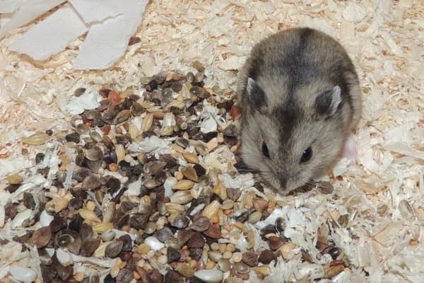 Danny, male mixed breed for adoption at Hamsterhilfe NRW, Kaarst