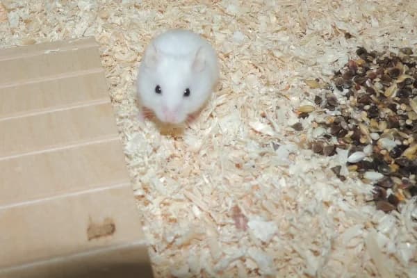 Josh, male mixed breed for adoption at Hamsterhilfe NRW, Kaarst