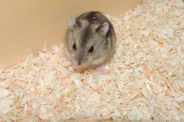 Robin, female mixed breed for adoption at Hamsterhilfe NRW, Kaarst