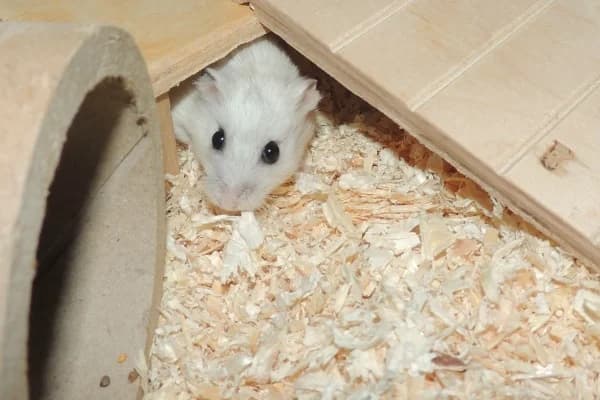 Sadie, female young mixed breed for adoption at Hamsterhilfe NRW, Kaarst