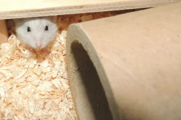 Lou, female mixed breed for adoption at Hamsterhilfe NRW, Kaarst