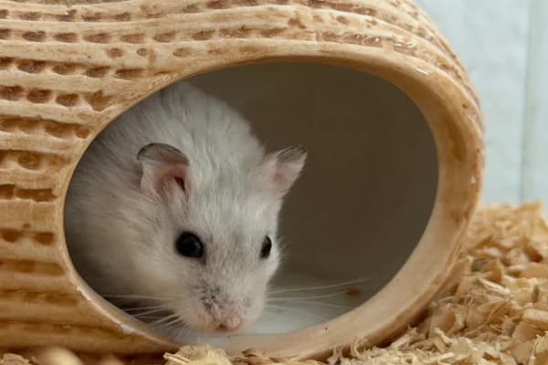 Jupp, male young mixed breed for adoption at Hamsterhilfe NRW, Kaarst