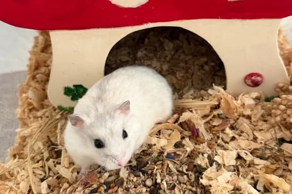 Tünnes, male young mixed breed for adoption at Hamsterhilfe NRW, Kaarst