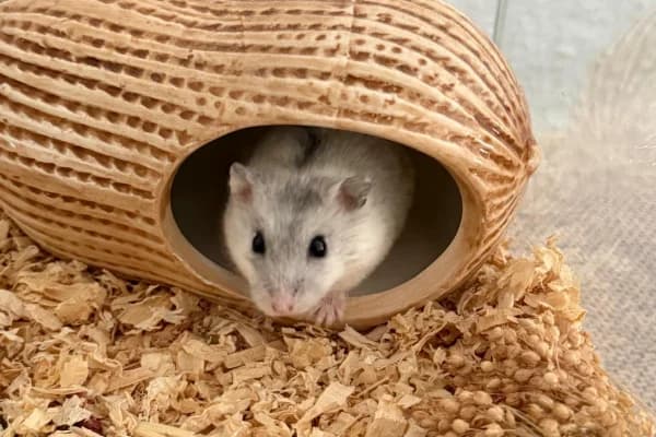 Hennes, male young mixed breed for adoption at Hamsterhilfe NRW, Kaarst