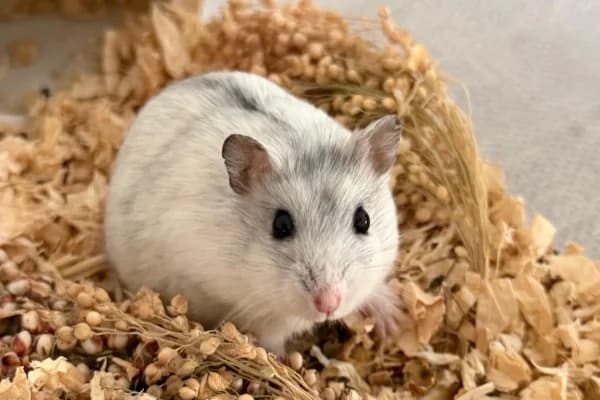 Pitter, male young mixed breed for adoption at Hamsterhilfe NRW, Kaarst