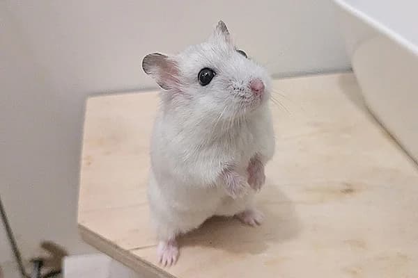 Pastinake, female young mixed breed for adoption at Hamsterhilfe NRW, Kaarst