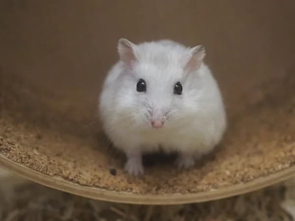Rick, male young mixed breed for adoption at Hamsterhilfe NRW, Kaarst