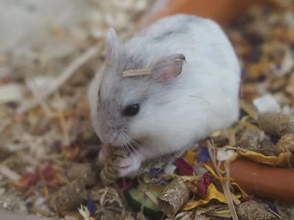 Geri, female mixed breed for adoption at Hamsterhilfe NRW, Kaarst