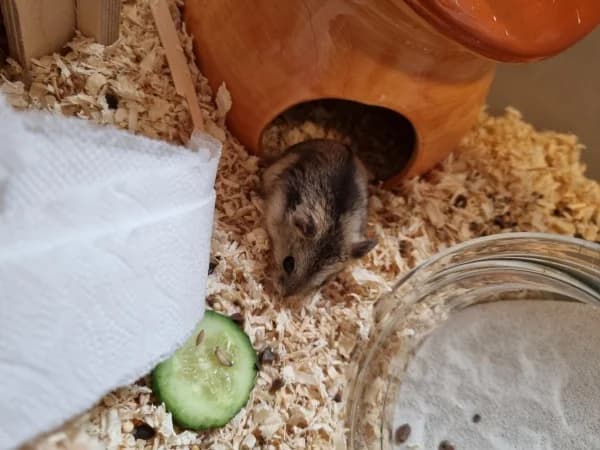 Bifur, male puppy mixed breed for adoption at Hamsterhilfe NRW, Kaarst