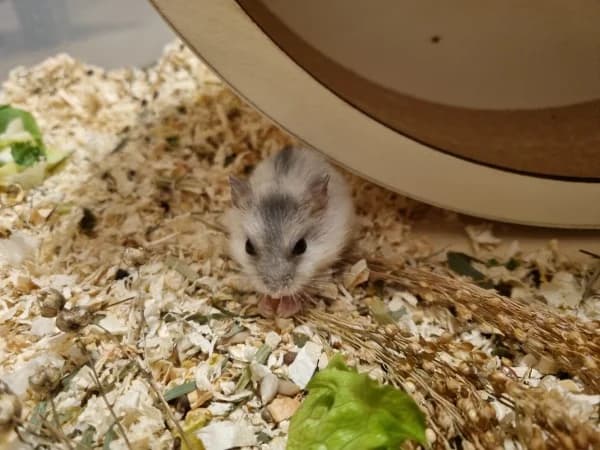 Bofur, male puppy mixed breed for adoption at Hamsterhilfe NRW, Kaarst