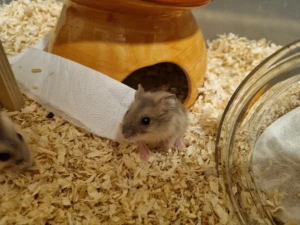 Bombur, male puppy mixed breed for adoption at Hamsterhilfe NRW, Kaarst