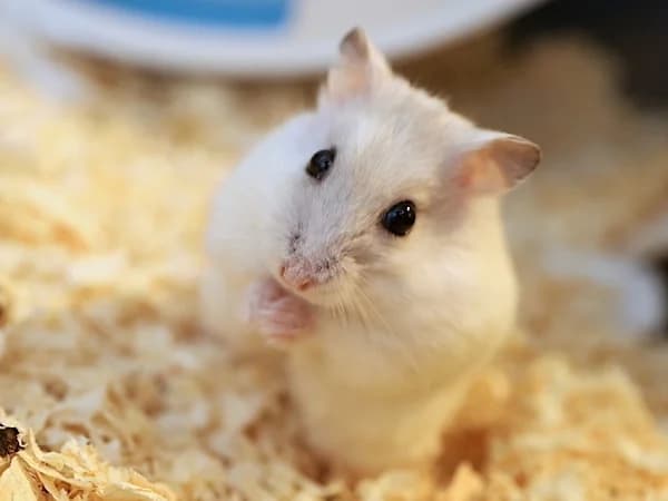 Toni, male young mixed breed for adoption at Hamsterhilfe NRW, Kaarst