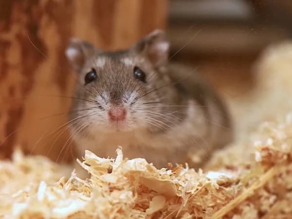 Tiberius, male young mixed breed for adoption at Hamsterhilfe NRW, Kaarst