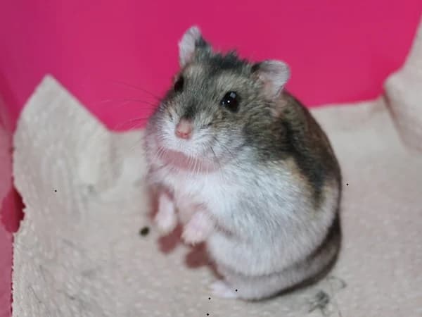 Elianna, female mixed breed for adoption at Hamsterhilfe NRW, Kaarst