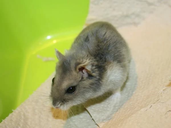 Melisara, female mixed breed for adoption at Hamsterhilfe NRW, Kaarst