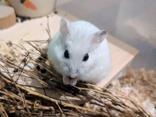 Kiesel, female young mixed breed for adoption at Hamsterhilfe NRW, Kaarst