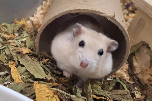 Blümchen, female young mixed breed for adoption at Hamsterhilfe NRW, Kaarst