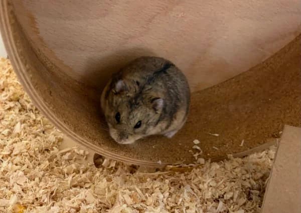 Wallo, male young mixed breed for adoption at Hamsterhilfe NRW, Kaarst