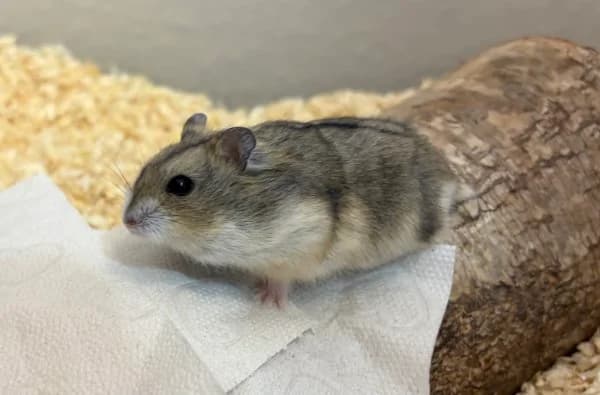 Ranza, female mixed breed for adoption at Hamsterhilfe NRW, Kaarst