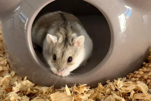 Lilli, female young mixed breed for adoption at Hamsterhilfe NRW, Kaarst