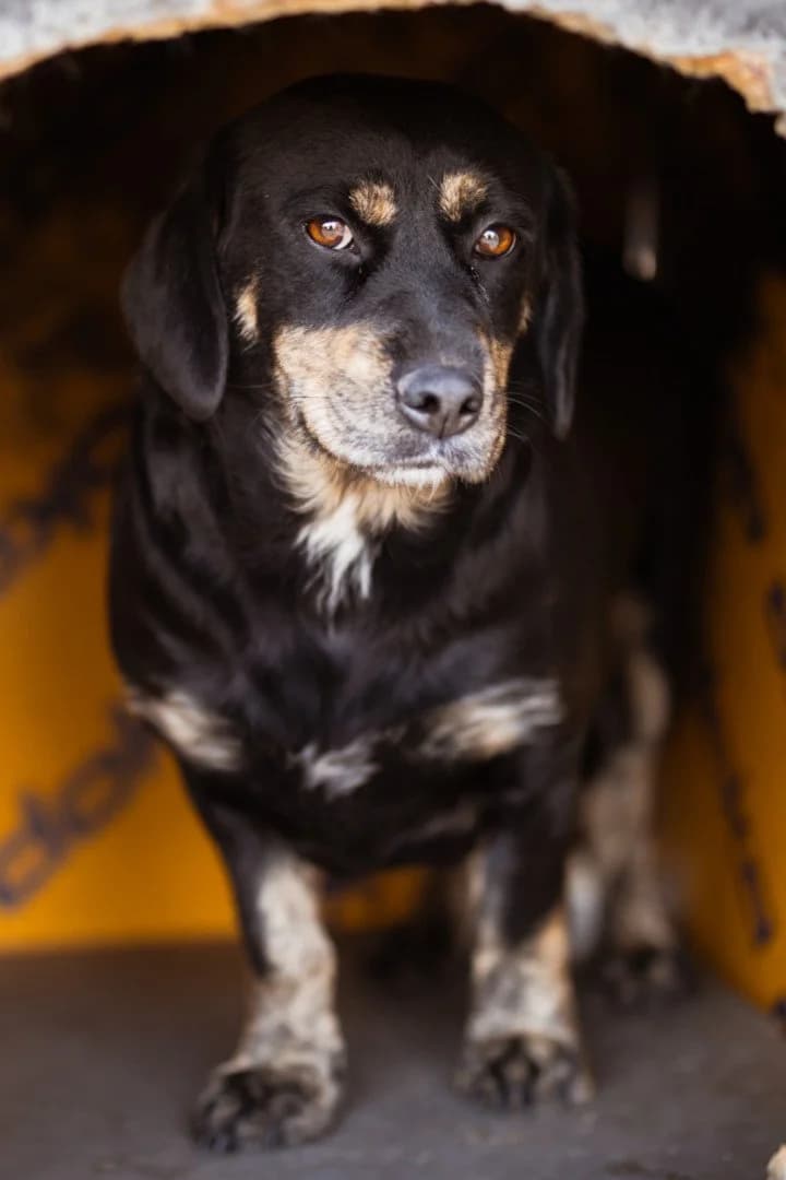 Aimi, female 3yo Mixed Breed for adoption at Hands4Animals e.V., Töging