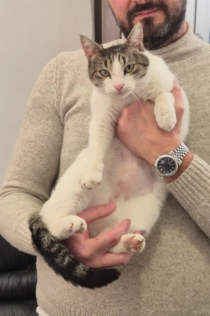 AKIRA in 44809 Bochum, female young Mixed Breed Cat for adoption at Hands4Animals e.V., Töging