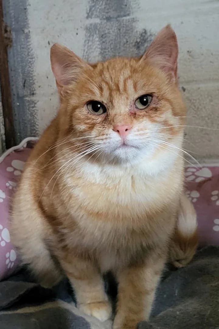 Aladin, male puppy Mixed Breed Cat for adoption at Hands4Animals e.V., Töging