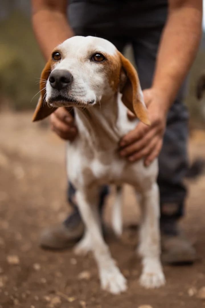 Alfa, female 3yo Mixed Breed for adoption at Hands4Animals e.V., Töging