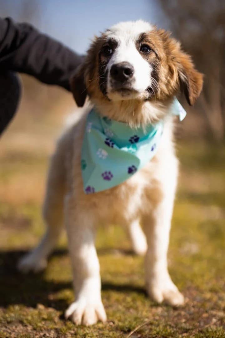 Alfie, male puppy Mixed Breed for adoption at Hands4Animals e.V., Töging