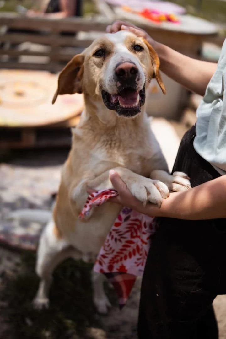 Alfonso, male 4yo Mixed Breed for adoption at Hands4Animals e.V., Töging