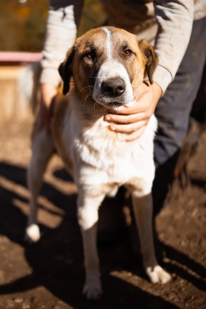 Alonso, male young Mixed Breed for adoption at Hands4Animals e.V., Töging