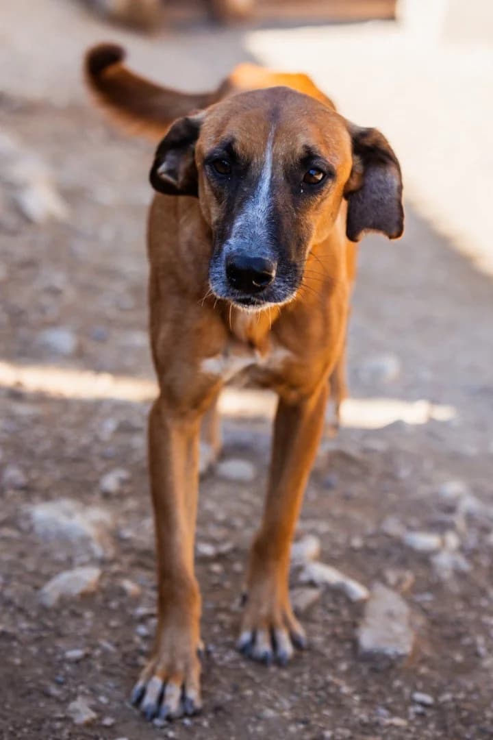 AMIGO in 74749 Rosenberg, male 4yo Mixed Breed for adoption at Hands4Animals e.V., Töging