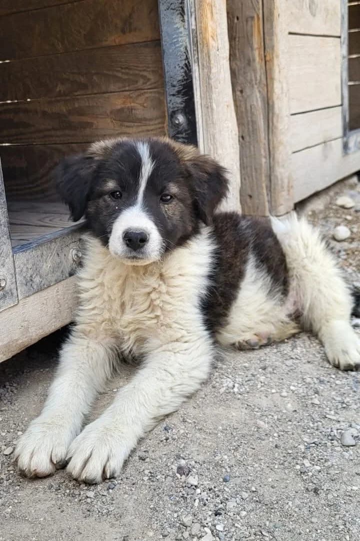 Amy, female puppy Mixed Breed for adoption at Hands4Animals e.V., Töging