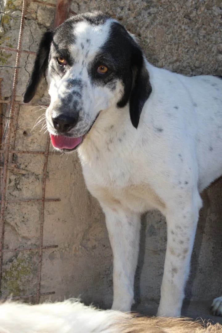Ananda, female young Mixed Breed for adoption at Hands4Animals e.V., Töging