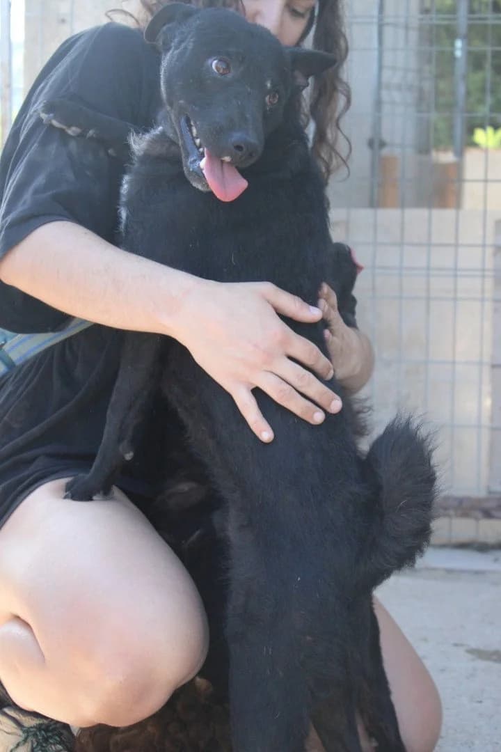Archie, male young German Shepherd for adoption at Hands4Animals e.V., Töging