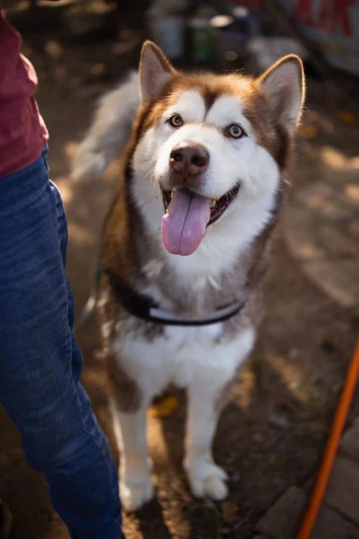 Ares, male 5yo Alaskan Malamute for adoption at Hands4Animals e.V., Töging
