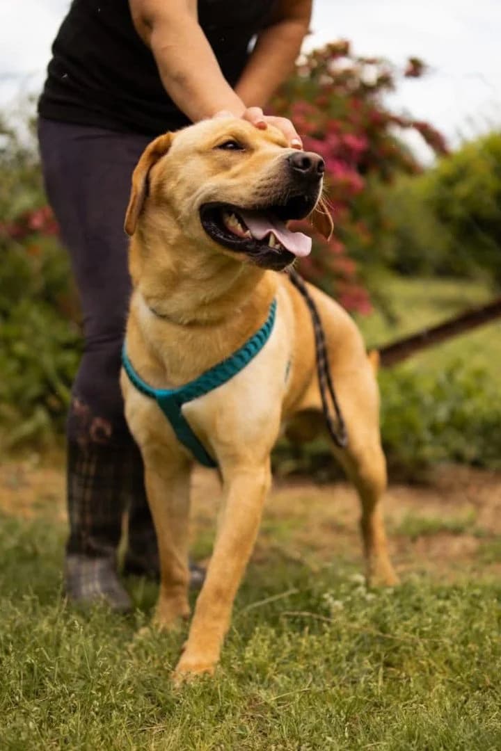 Arly, male young Labrador Retriever for adoption at Hands4Animals e.V., Töging