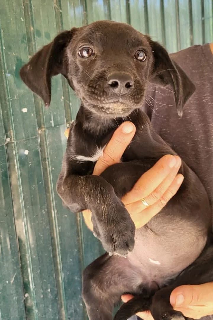 Ava, female puppy Mixed Breed for adoption at Hands4Animals e.V., Töging