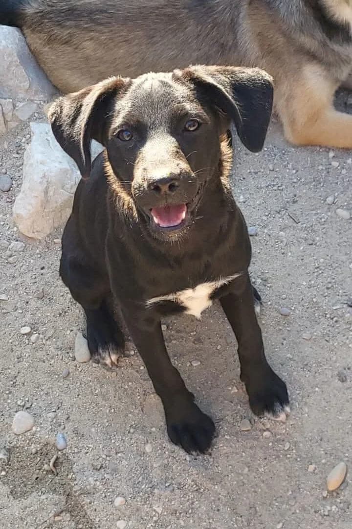 Ava, female puppy Mixed Breed for adoption at Hands4Animals e.V., Töging