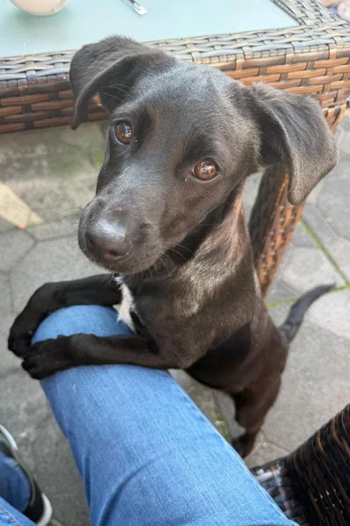 AVA in 26789 Leer, female puppy Mixed Breed for adoption at Hands4Animals e.V., Töging