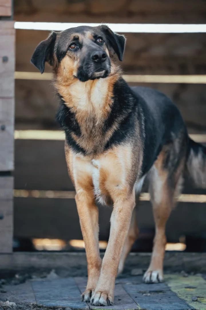 Avis, female 4yo German Shepherd for adoption at Hands4Animals e.V., Töging