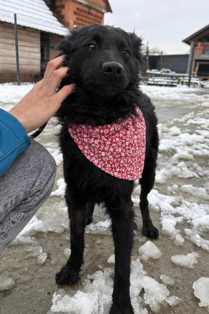 Ayla, female young German Shepherd for adoption at Hands4Animals e.V., Töging
