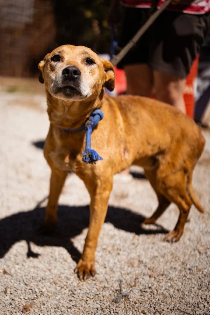 Bally, female senior Mixed Breed for adoption at Hands4Animals e.V., Töging
